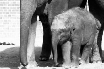 Shock at Leipzig Zoo: Baby elephant Kiran is dead!