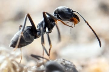 Dresden: Macht Jagd auf Technik: Schädliche Ameisenart in Dresden nachgewiesen
