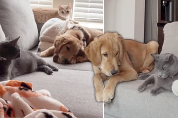 Golden Retriever wächst mit Katzen auf: Dieses Verhalten hat er sich abgeschaut