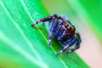 Die wohl schönste Spinne der Welt tanzt ums Überleben