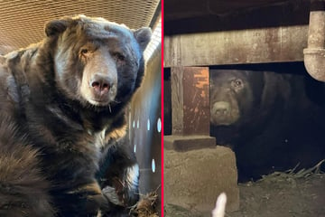 California man returns home after fires to find a 500-pound black bear moved in downstairs