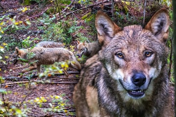 Wölfe: Faszination Wolf: So viel Fleisch vertilgen die Tiere täglich