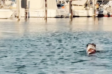 Hündin geht im Meer schwimmen: Was dann passiert, lässt Herzen höherschlagen