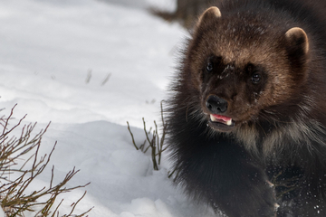 Wolverine spotted in California is the second confirmed in a century