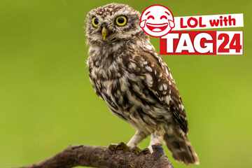 Joke of the Day for March 6, 2026: A real hoot!