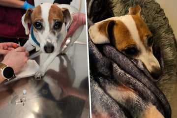 Weiter große Sorge um todkranke Stella: Ist die Kleine noch zu retten?