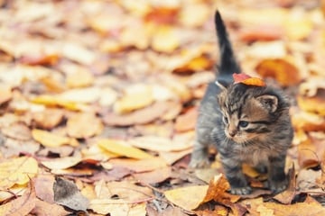 Sind Herbstkatzen wirklich die "schlechteren" Katzen?