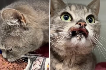 Tragischer Notfall aus Tierheim: Wurde Katze Maggy am Maul verätzt?