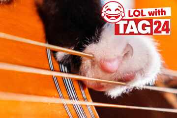Joke of the Day for July 26, 2025: The best cat jokes for Caturday