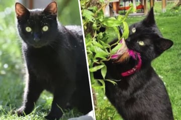 Nach Leben auf Schrottplatz: Gemeinsamer Neustart für süßes Katzen-Trio?