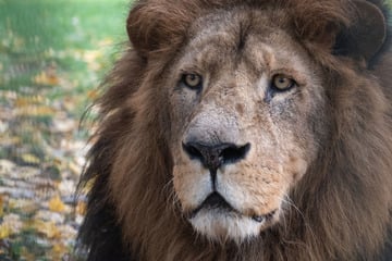 Wie bei "König der Löwen": Zoo trauert um seinen stolzen Mufasa