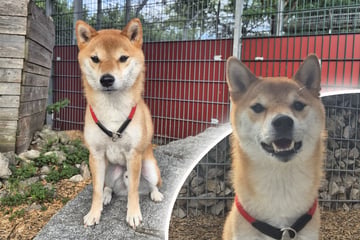 Typisch Shiba Inu! Jiro sucht echte Liebhaber seiner Hunderasse
