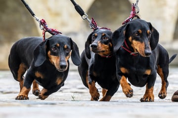 So viele kurze Beinchen! Mega-Dackelparade und ein neuer Rekord?