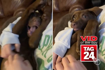 Viral Video of the Day for March 9, 2025: Chocolate lab puppy melts hearts with adorable grunts on TikTok!