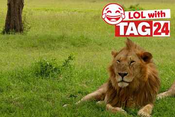 Joke of the Day for November 15, 2025: A big cat joke for your Caturday laugh!