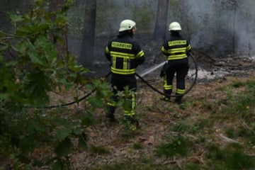 Hunderte Quadratmeter Wald brennen lichterloh: Polizei steht vor einem Rätsel