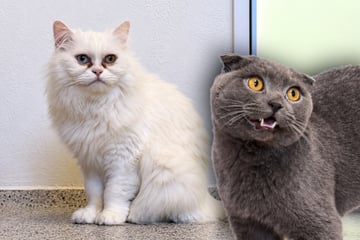 Besitzer plötzlich allergisch: Was wird nun aus seinen Katzen?