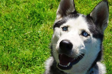 Orion hat sein Zuhause verloren: Wer gibt dem jungen Husky eine Chance?