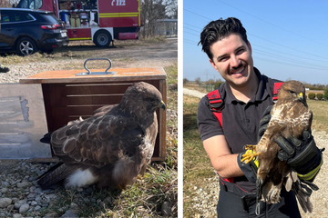 München: Raben attackierten hilflosen Greifvogel: Feuerwehr rettet Bussard