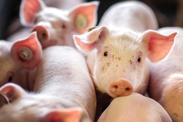 Ferkel im Akkord getötet: Tierschützer decken qualvolle Zustände in Zuchtbetrieb auf