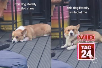 Viral Video of the Day for June 15, 2025: Woman catches corgi smiling at her in adorable TikTok!