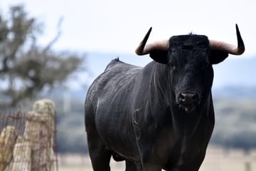 Stier büxt aus: Beruhigungspfeile zeigen keine Wirkung