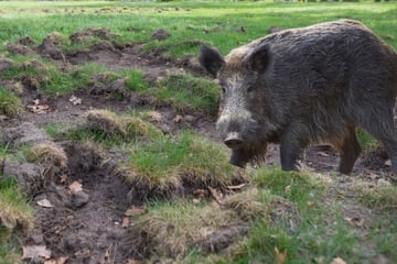 Wildschweine verwüsten Friedhof: Jetzt greift der Landkreis durch!