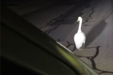 Nächtliche Ruhestörung der tierischen Art: Polizei schreitet zur Tat