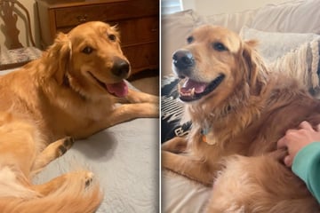 Golden Retriever genießt Streicheleinheiten: Doch was folgt, bringt so viele zum Lachen