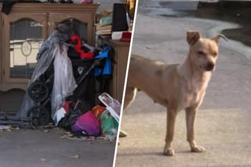 Einfach am Straßenrand ausgesetzt: Hündin haust mehrere Tage mitten im Sperrmüll