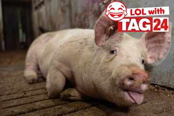 Joke of the Night for July 20, 2025: An animal joke to make you smile