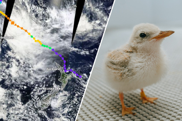 Zyklon über Neuseeland: Nur acht Küken dieser seltenen Vogelart überlebten