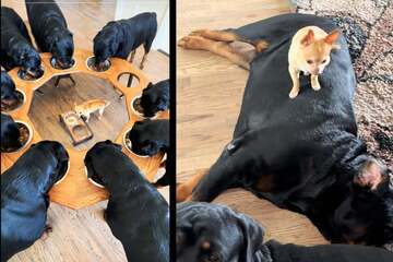 Pack of Rottweiler dogs has a surprising leader: Benji the Chihuahua!