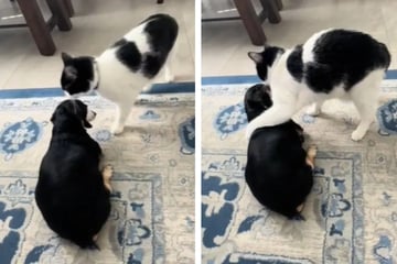 Cat's loving reaction to deaf-blind dog sibling warms hearts on TikTok