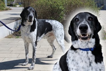Freundlicher Riese: Besonderer Doggen-Mix Basti hat einen Traum