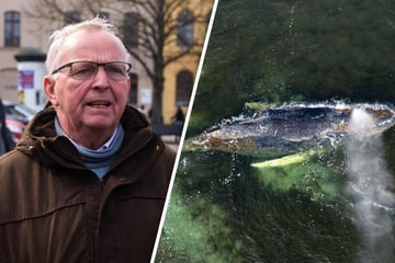 Gestrandeter Buckelwal wird sterben: "Müssen das Tier in Würde gehen lassen"