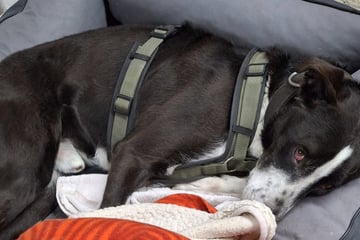 Seit Jahren im Tierheim: Hund begeht einen Fehler und büßt noch immer