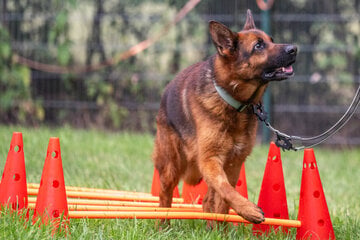Wochenlang allein zurückgelassen: Schäferhund Cooper hofft auf ein Happy End