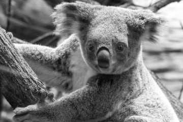 Trauer in der Wilhelma: Koala-Weibchen Scarborough verstorben