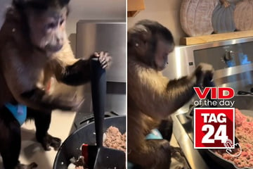 Viral Video of the Day for July 21, 2024: Pet monkey cooks hamburger dinner like a pro!