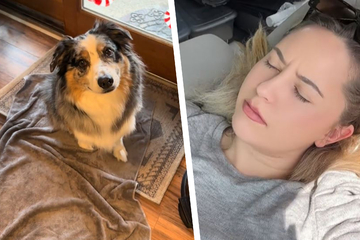 Frau liegt krank im Bett: Was ihr Hund dann tut, verzückt so viele