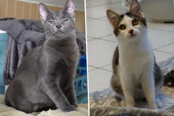 Grig und Lovett sind unzertrennlich: Findet das süße Katzen-Pärchen ein gemeinsames Zuhause?