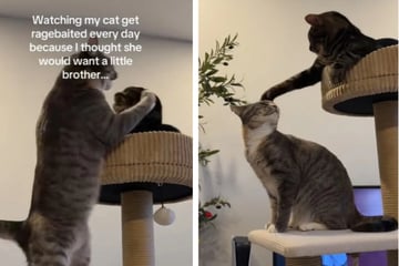 Frau schenkt ihrer Katze ein Geschwisterchen, doch das geht anders aus, als gedacht