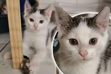 Fiete kam als Fundkatze ins Tierheim: Jetzt hofft der kleine Wirbelwind auf ein neues Zuhause