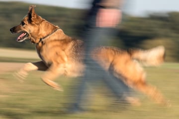 Frau von zwei Hunden angegriffen: Tiere waren offenbar nicht angeleint