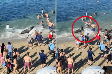 "Raus aus dem Wasser, Fettsack": Seelöwe attackiert Strandbesucher!