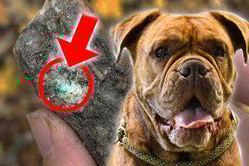 Dresden: Giftköder in Dresden gefunden: Hundebesitzer müssen hier aufpassen