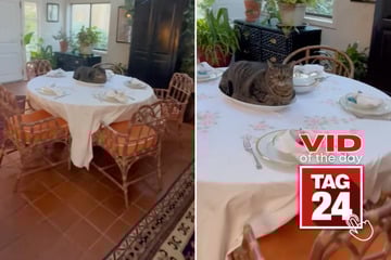 Viral Video of the Day for November 30, 2025: Cat becomes main course in hilarious dinner setup fail