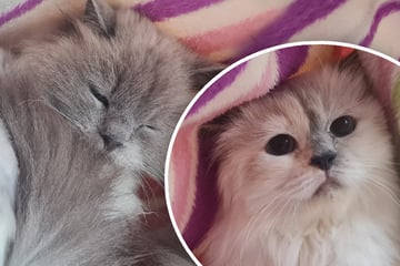 Birma-Katzen sichergestellt: Finden diese süßen Samtpfoten ihr Happy End?