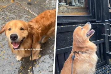 Golden Retriever muss im Regen Gassi gehen: Was er dann tut, überrascht fast alle